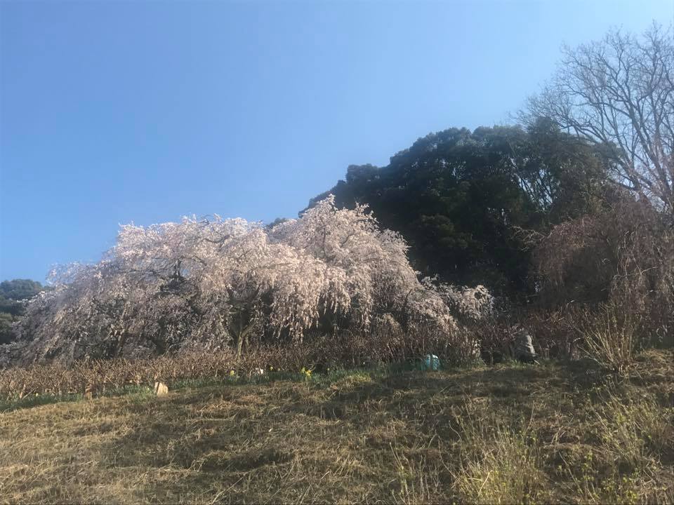 「奥山田のしだれ桜」_f0109257_7142678.jpg