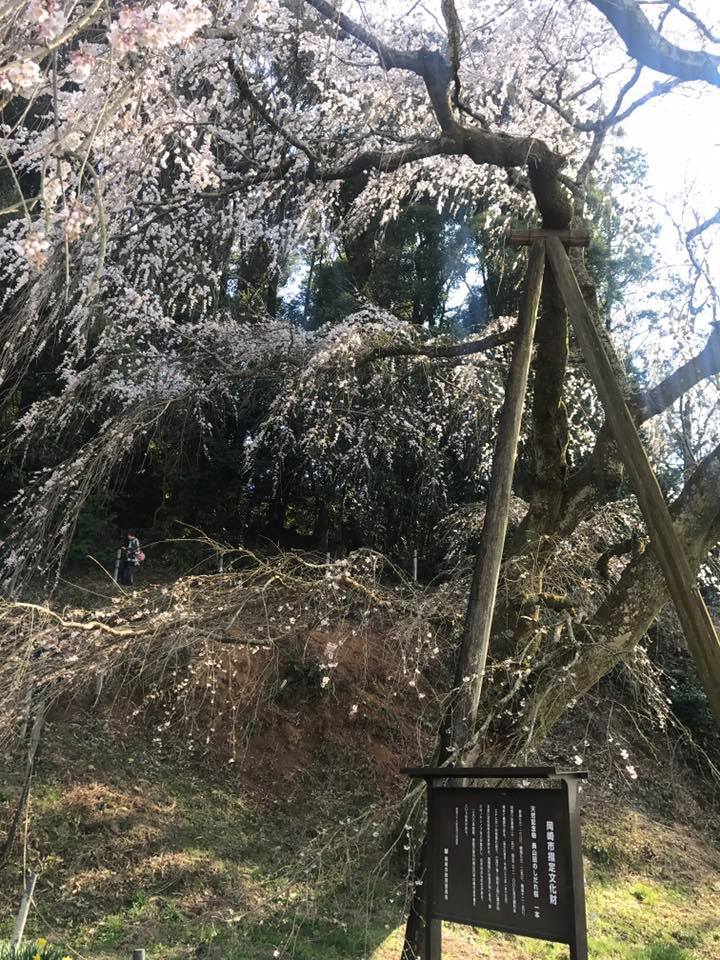 「奥山田のしだれ桜」_f0109257_7143938.jpg