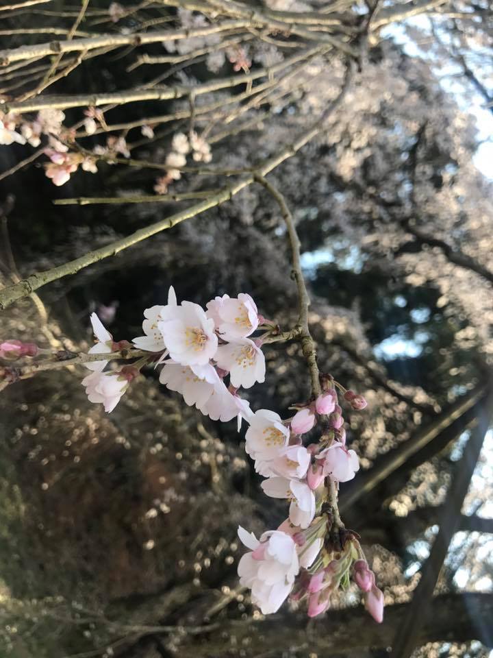 「奥山田のしだれ桜」_f0109257_7145159.jpg