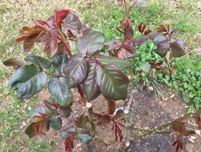 2017年4月2w 満開の櫻の下で「雑草除去」_a0094959_1555799.jpg