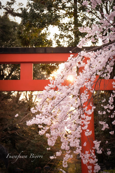 京都 円山公園 ＊＊_d0344864_19131333.jpg