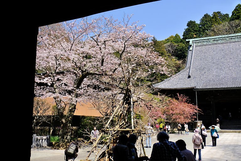 妙本寺（４月４日）_c0057265_10165102.jpg