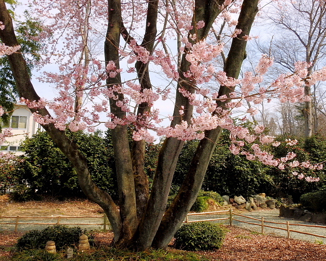 　　　仁叟寺の五輪桜_c0305565_17520727.jpg