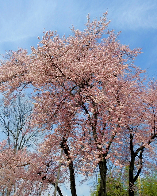 　　　仁叟寺の五輪桜_c0305565_17550227.jpg