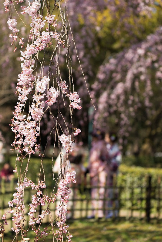 #京都 #出水の桜 #京都御苑_e0371166_21450722.jpg