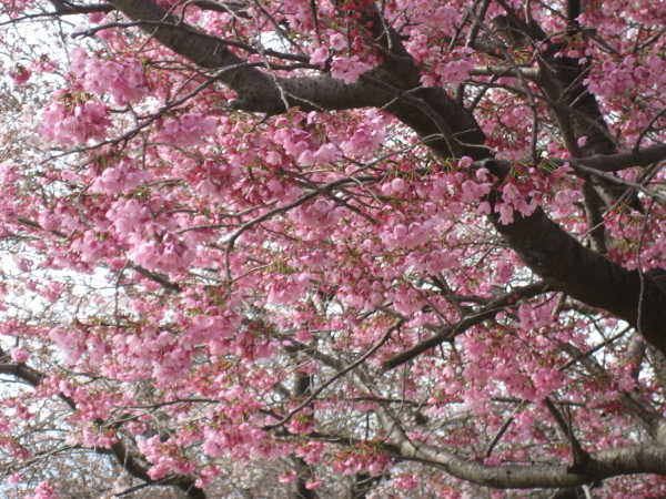 4月６日 寒川 桜 開花情報(2017.04.06)_d0239667_11252253.jpg