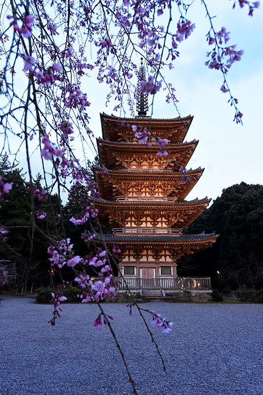 醍醐寺　ライトアップ_c0317868_21340455.jpg