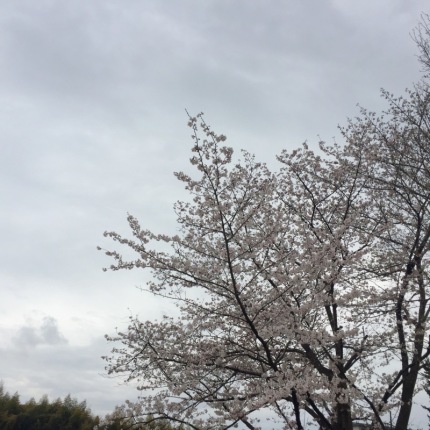 桜_b0341471_22593877.jpg