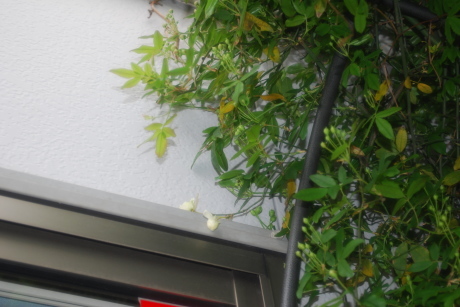 開花宣言2017_d0251580_10094796.jpg