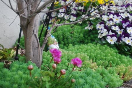 開花宣言2017_d0251580_10095080.jpg