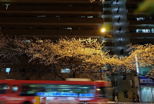 明治通りの夜桜_a0248481_22241672.jpg