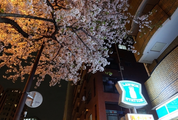 明治通りの夜桜_a0248481_22244905.jpg