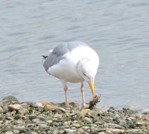 カンムリカイツブリ　コチドリ　ミサゴ等_a0338484_14265943.jpg