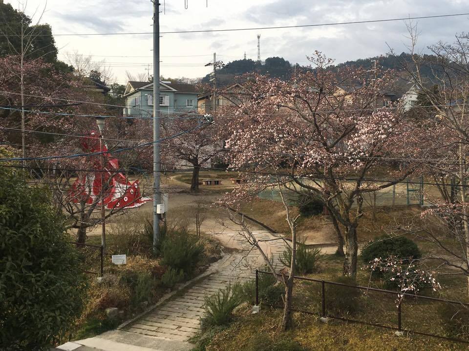 桜咲く_a0233390_23274740.jpg