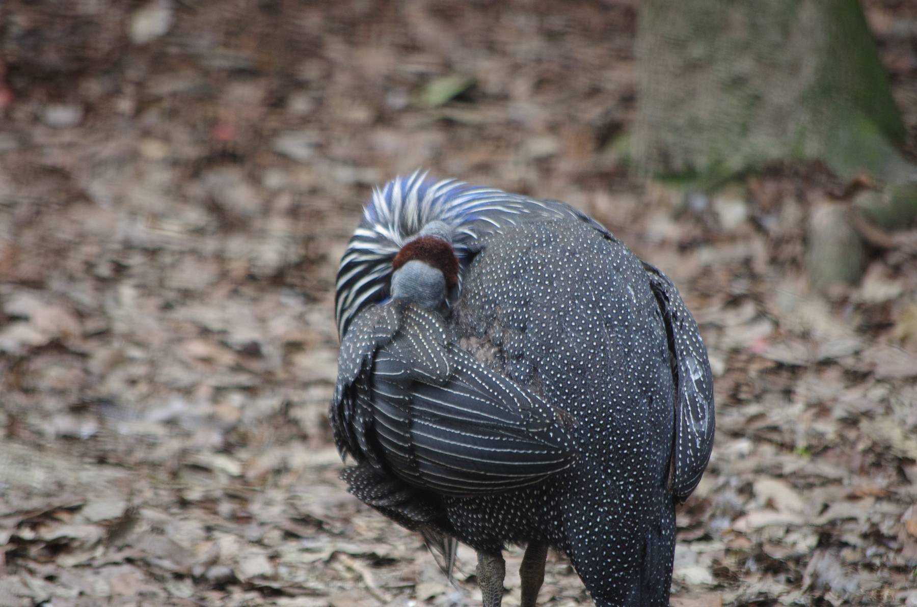 東山動植物園３_b0028598_19052639.jpg