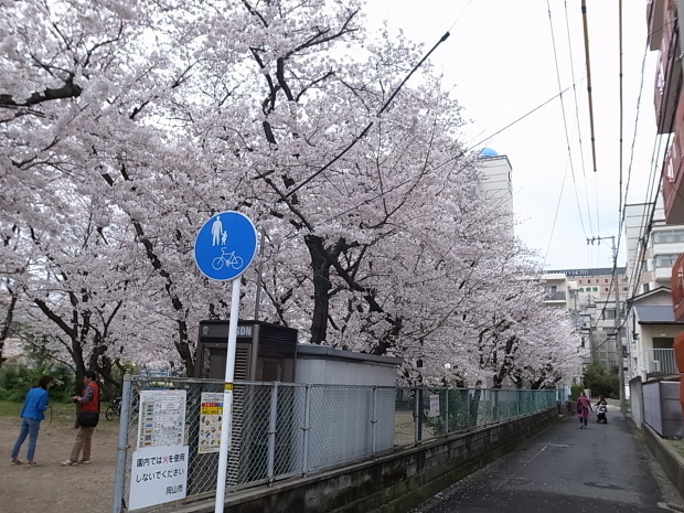 大供第１公園（桜公園)＠岡山市北区厚生町 ２０１７年のサクラ_f0197703_19342862.jpg