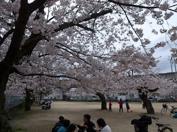 大供第１公園（桜公園)＠岡山市北区厚生町 ２０１７年のサクラ_f0197703_19362088.jpg