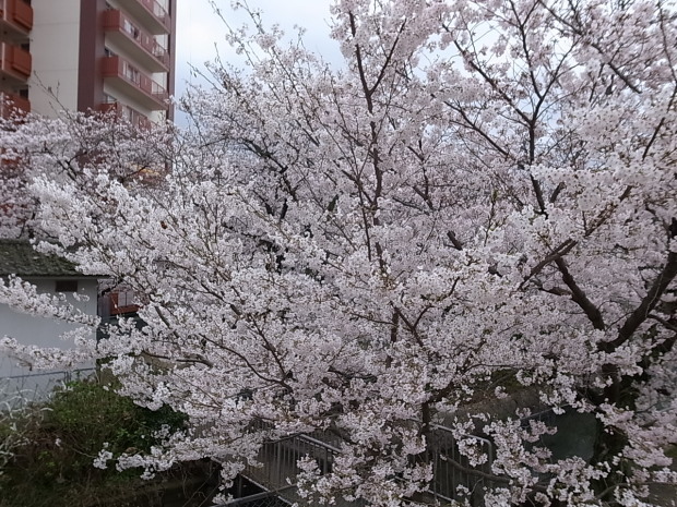 大供第１公園（桜公園)＠岡山市北区厚生町 ２０１７年のサクラ_f0197703_19372219.jpg