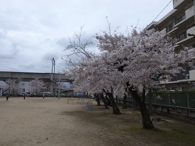 大供第１公園（桜公園)＠岡山市北区厚生町 ２０１７年のサクラ_f0197703_19374391.jpg