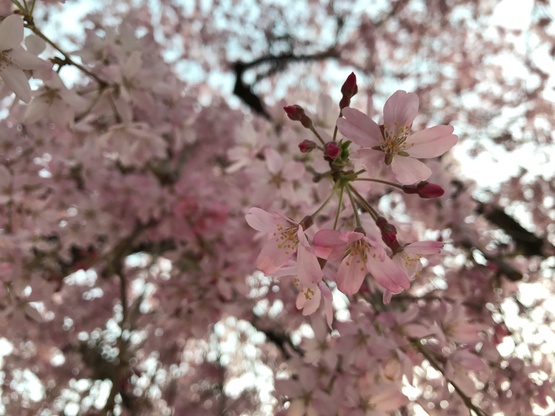 八王子の枝垂れ桜☆2017_c0212604_2025511.jpg