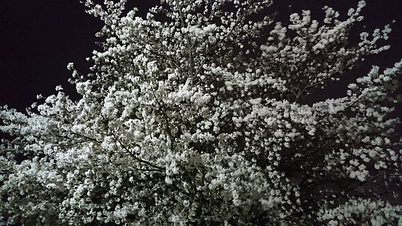 b0172805_13163080.jpg