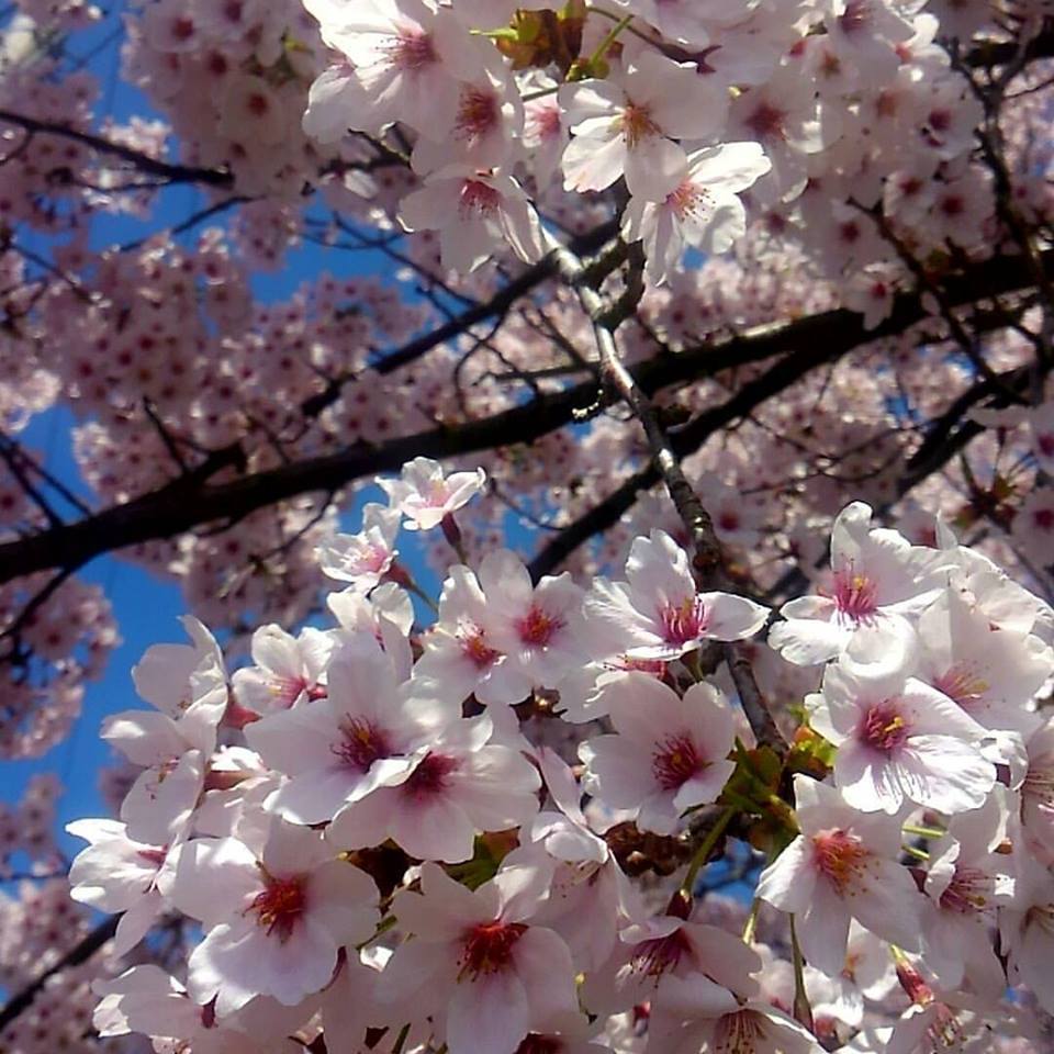 3月 31日_d0263607_16033769.jpg