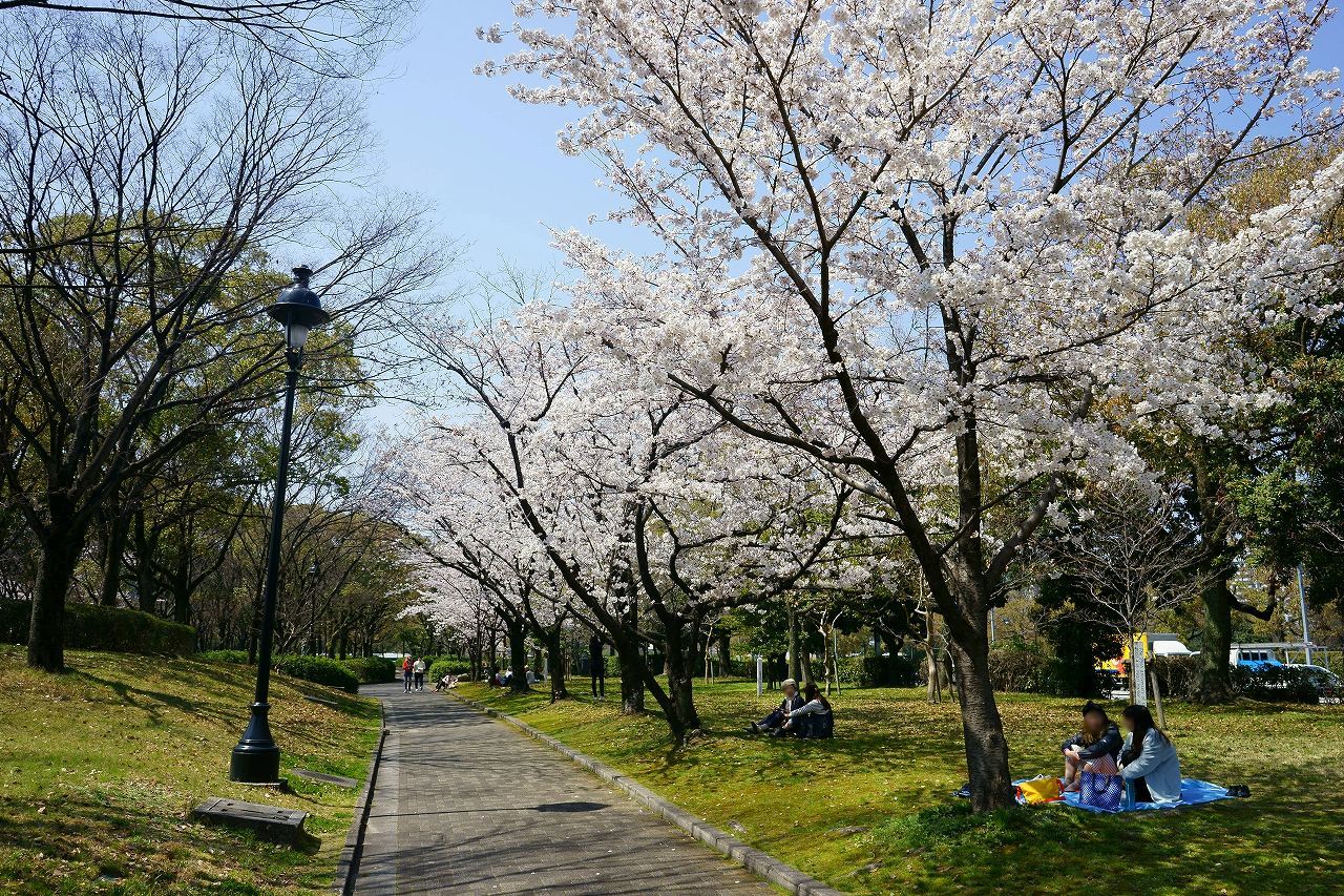 広島の桜_b0225108_00313050.jpg