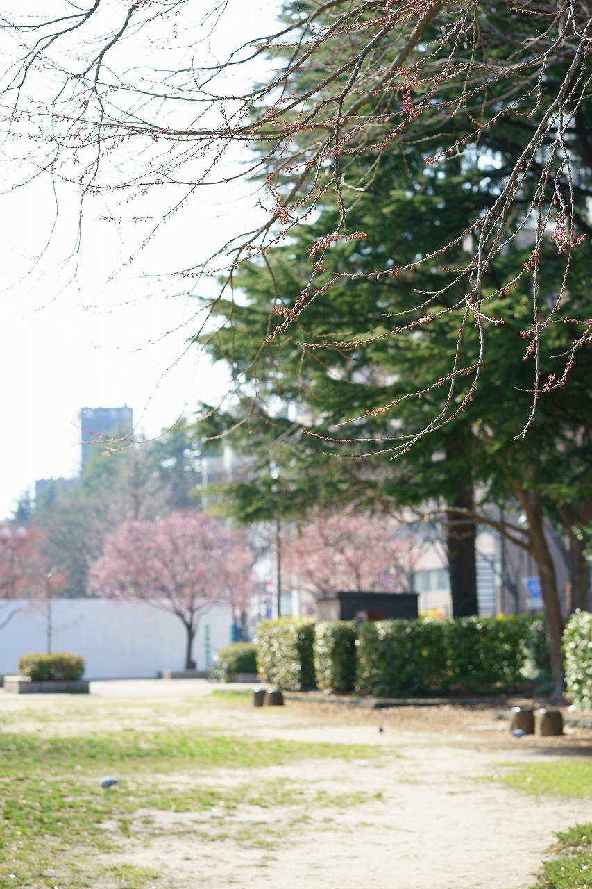 仙台の桜_b0225108_00372410.jpg