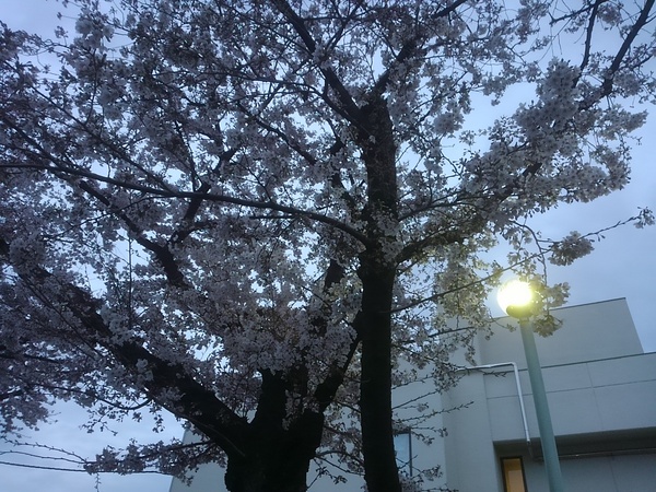 2017年の桜_e0003112_20542850.jpg