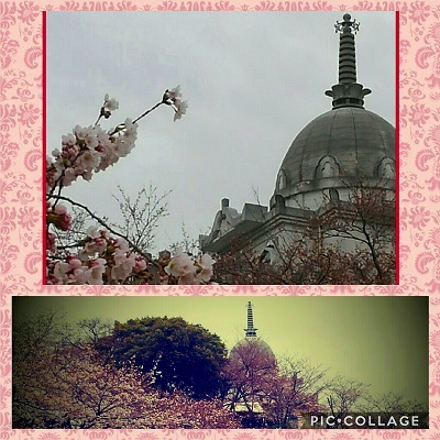 ２０１７　丘陵に咲く桜　ＯＦ　姫路　　　⑦_e0352820_20234567.jpg