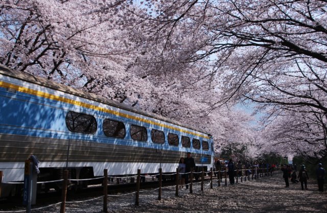 白石和枝さんの写真です　　韓国桜旅情_a0300121_20385516.jpg