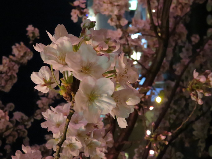 2017・桜_f0186021_2323642.jpg