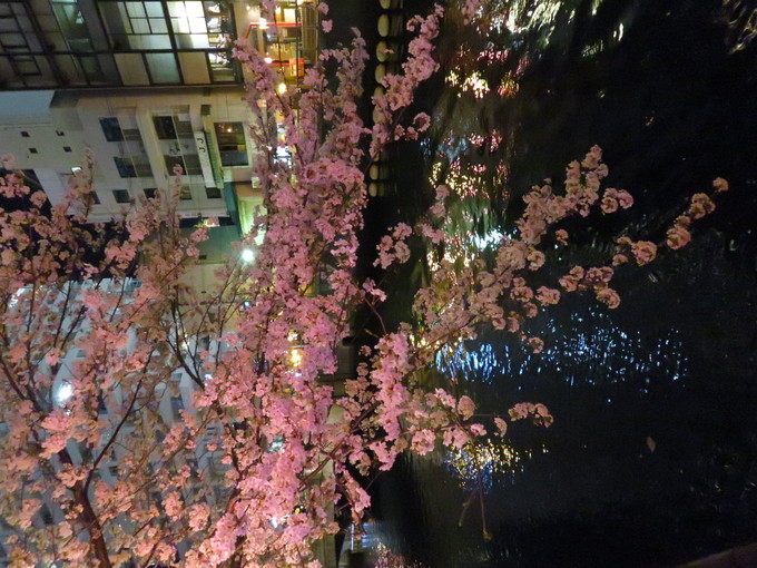 2017・桜_f0186021_232588.jpg