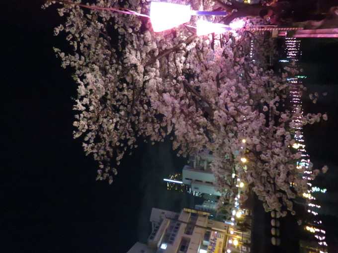 2017・桜_f0186021_2325979.jpg