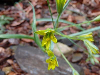 花の宝庫　井原山と基山へ_f0193521_8133079.jpg