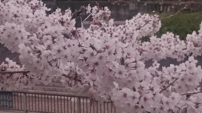 ２０１７、櫻、咲く。－禄：柳桜をこきまぜて_d0044222_00592620.jpg
