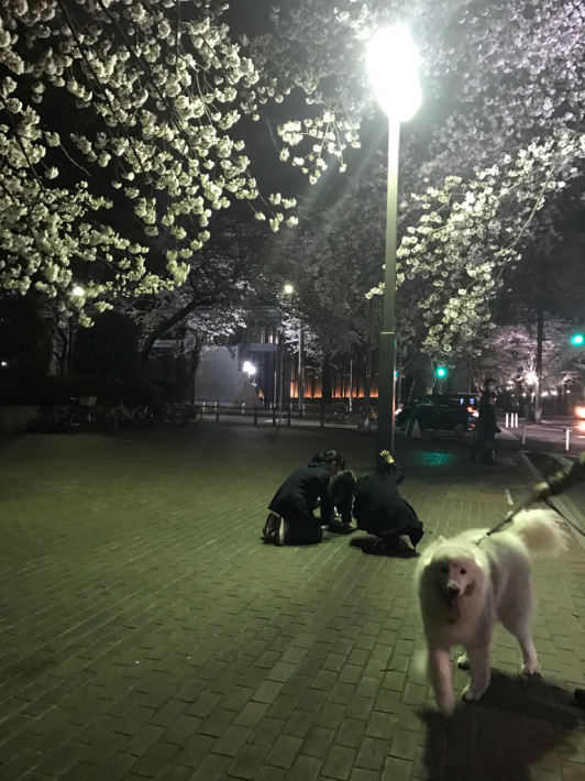 今年も夜桜_f0234023_06373673.jpg