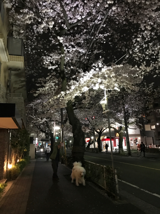 今年も夜桜_f0234023_06373807.jpg