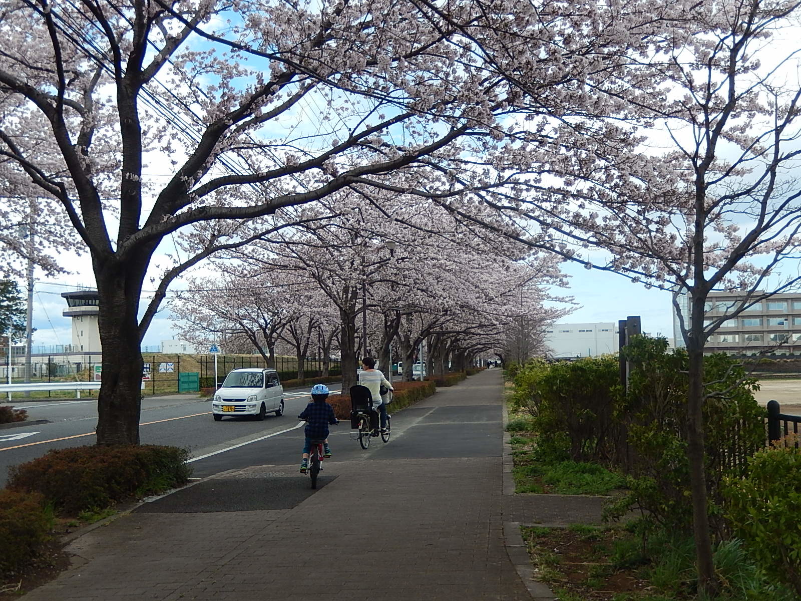 調布飛行場近くの桜並木_d0000324_14315307.jpg