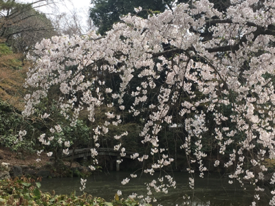 京都春旅_e0176627_07585012.jpg