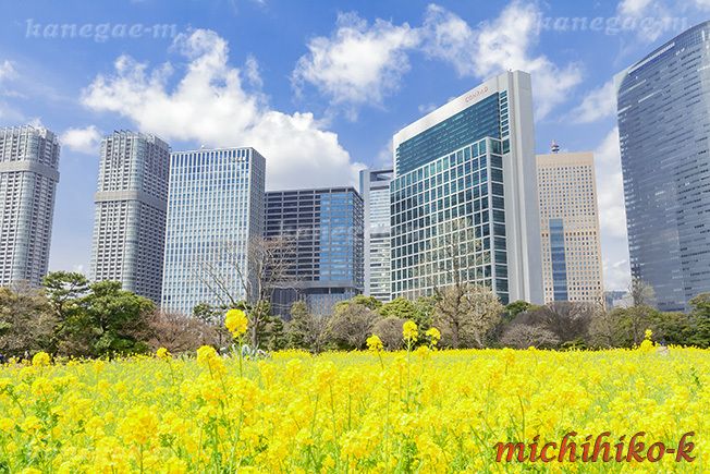 浜離宮恩賜庭園の菜の花と汐留高層ビル群 風景写真家 鐘ヶ江道彦のフォトブログ