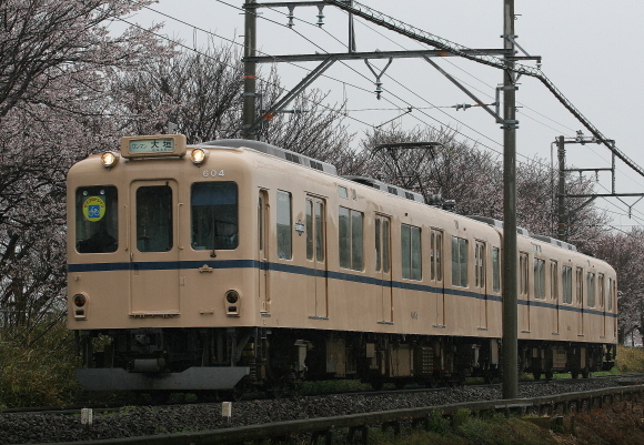 雨桜×養老鉄道_b0314633_13031978.jpg