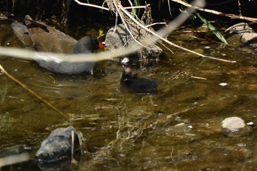 黒目川のバンは子育て中　Common Moorhen_f0206939_11345427.jpg