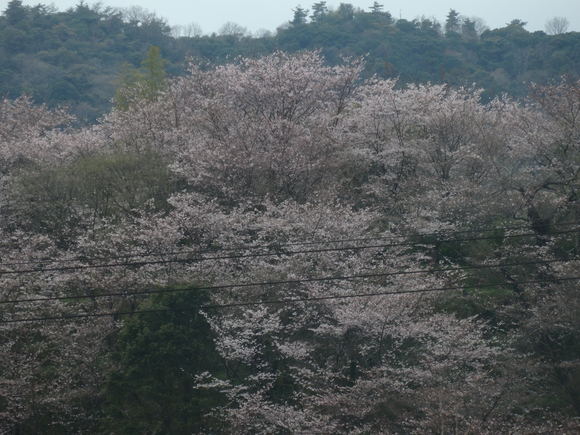 桜は咲いてきたけれど…_a0054240_18291212.jpg