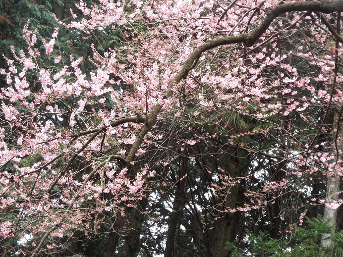 桜巡り・・虎尾桜、添田公園_e0164643_1032339.jpg