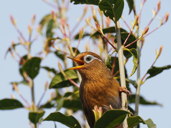 朝、庭に野鳥がイマシタ。_a0161745_10065.jpg