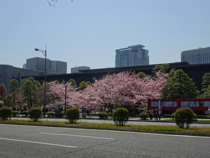 美しい桜・・・（２５０８）_e0349750_08240007.jpg