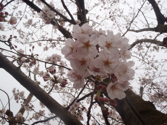 □4月7日(金)かみす桜まつり会場開花状況□_f0229750_09555562.jpg