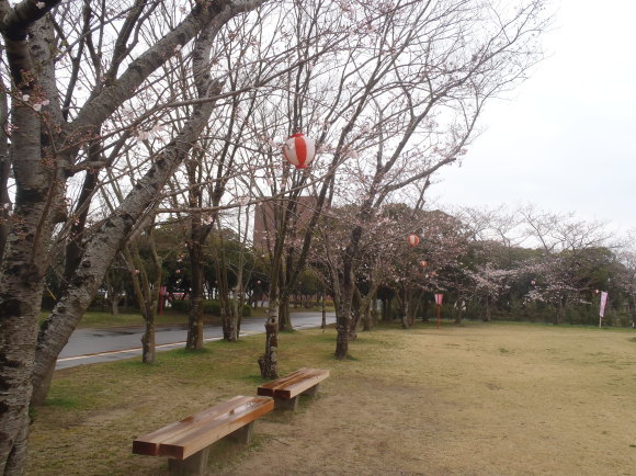 □4月7日(金)かみす桜まつり会場開花状況□_f0229750_09563279.jpg