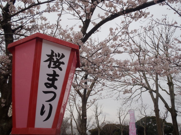 □4月7日(金)かみす桜まつり会場開花状況□_f0229750_09575413.jpg
